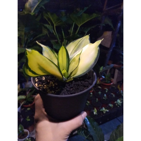 Sansivera green mould variegata