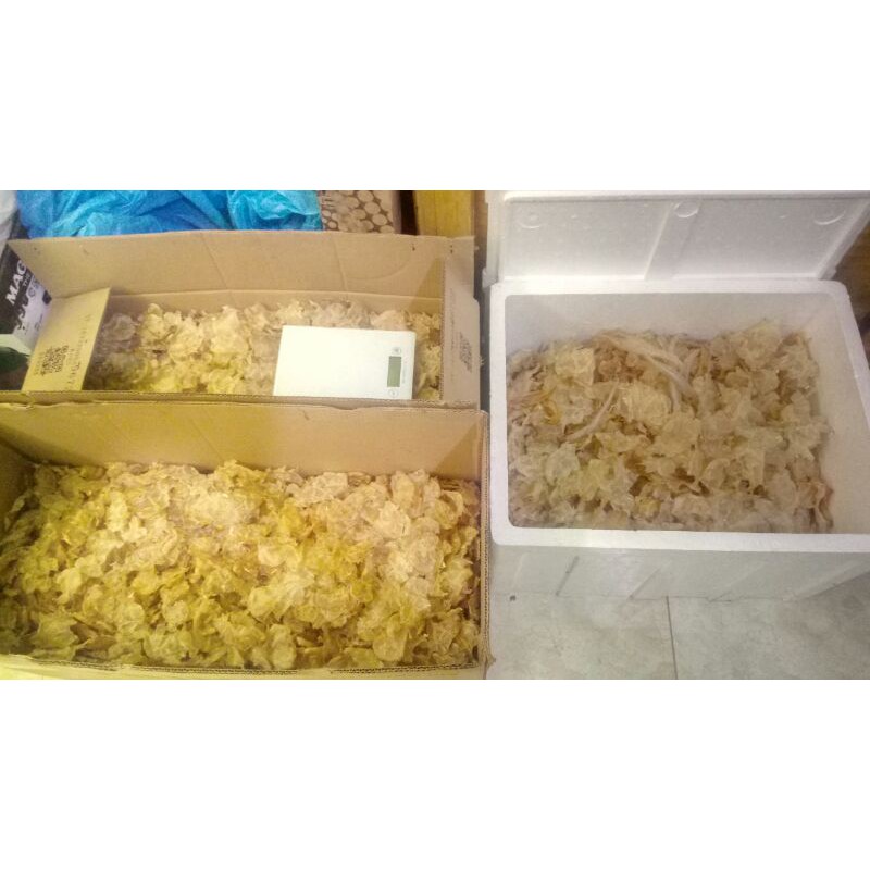 

TERMURAH HU PIO 1kg FISH MAW / YU PIAU (gelembung manyung / mayung / mayong / perut ikan)