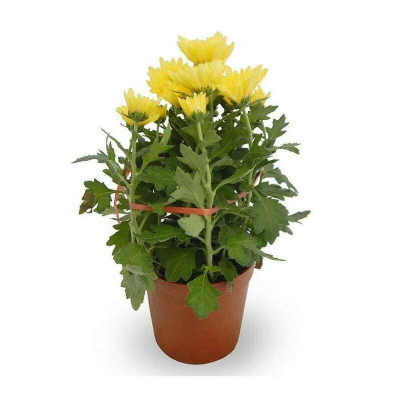 tanaman bunga krisan kuning + pot
