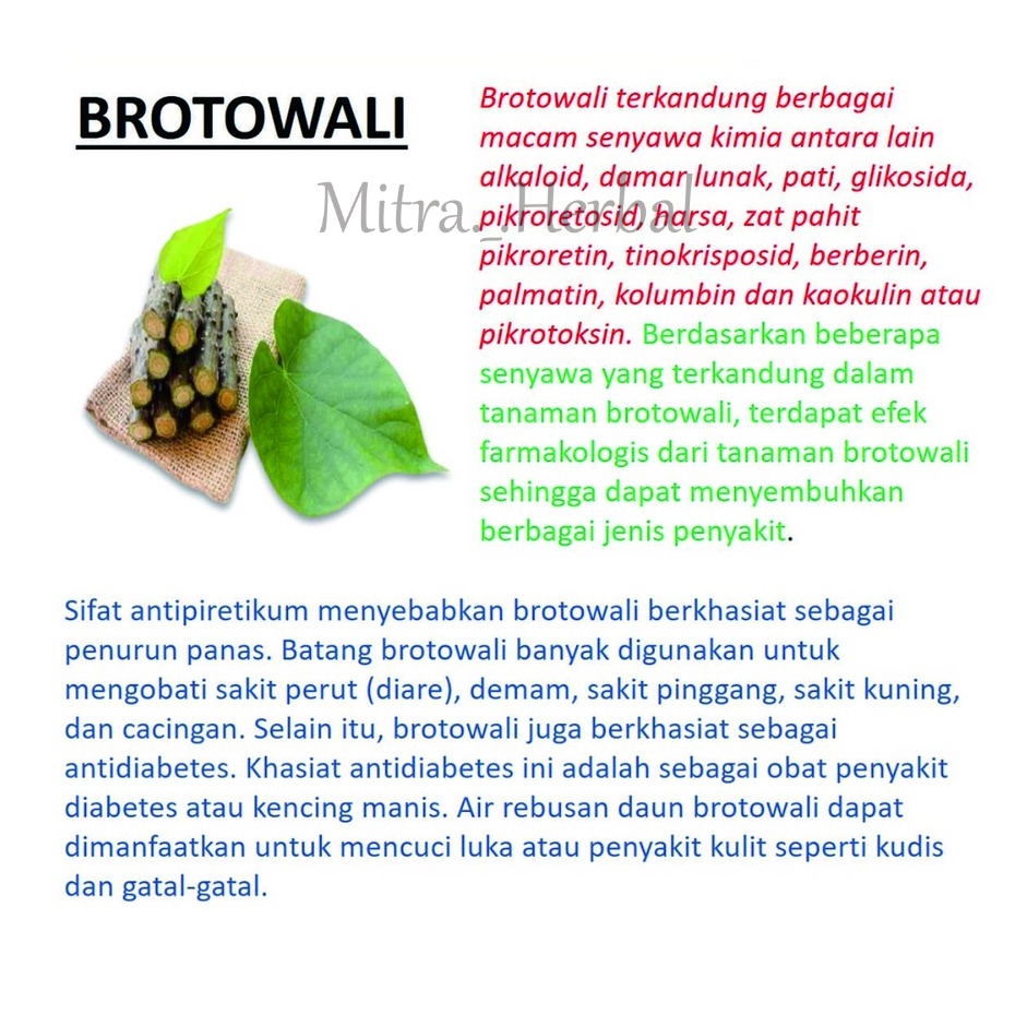 Brotowali Kapsul Obat Gatal / Alergi Biduran / Herbal Daun Jamu / Suplemen Kesehatan Isi 50 Kapsul