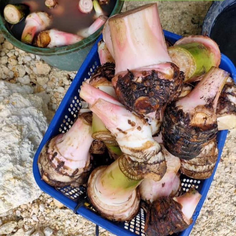 Bonggol Tunas pisang pipit ASLI/bibit pisang pipit/tunas pisang pipit/pohon