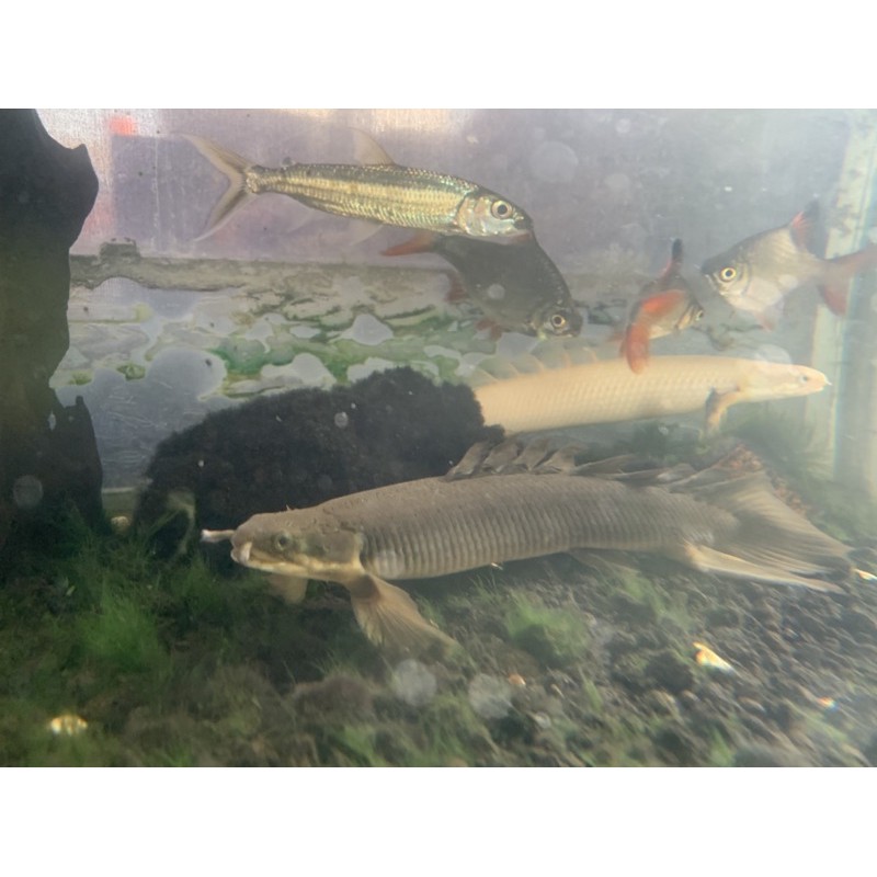 palmas senegalus slayer 20cm UP