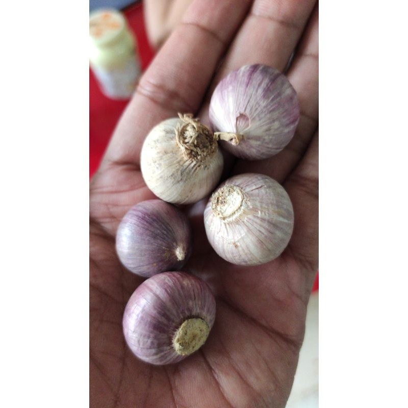 

Bawang Tunggal
