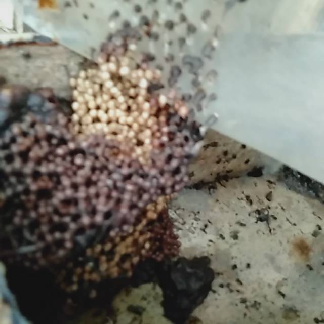 Bibit Lebah, Lebah klanceng,lebah trigona, lebah kelulut