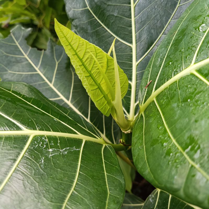

DAUN AWAR AWAR SEGAR LANGSUNG PETIK DAUN KICIAT