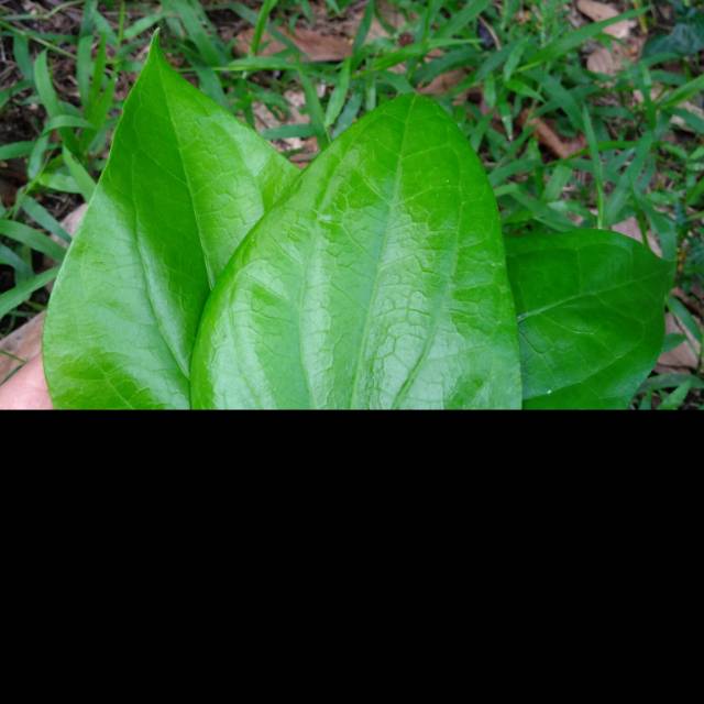 

Daun sirih