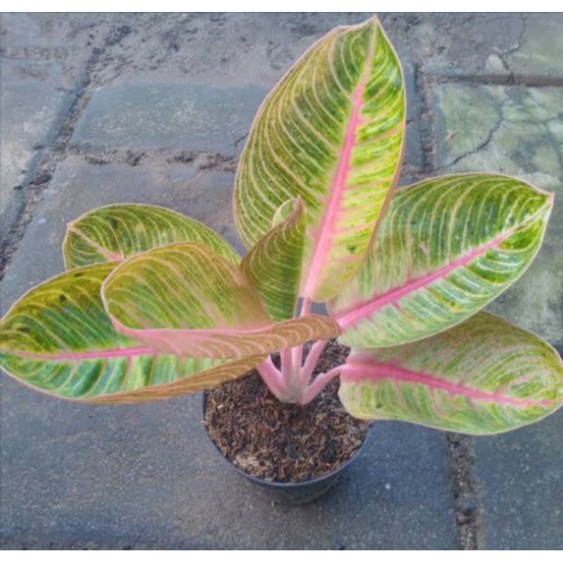 paket bibit aglonema