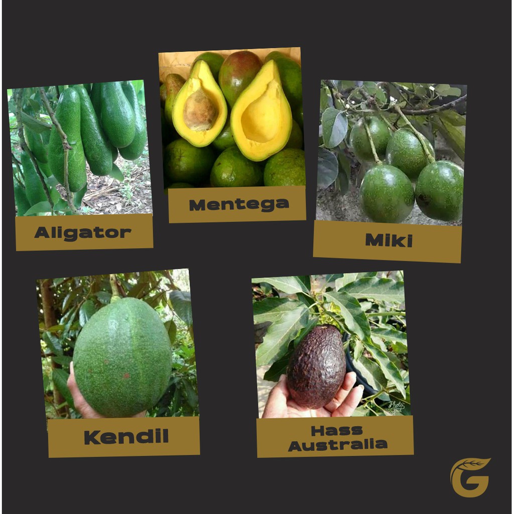 Paket 5 Jenis Bibit Alpukat - Varietas Pilihan - ( Aligator-Mentega-Miki-Hass-Kendil )