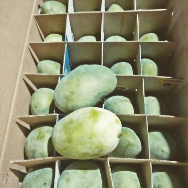 

Mangga alpukat fresh