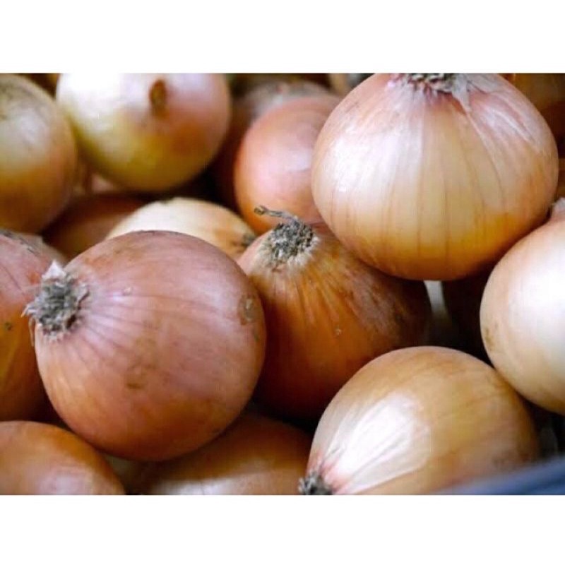 

Bawang Bombay 250 gram Fresh