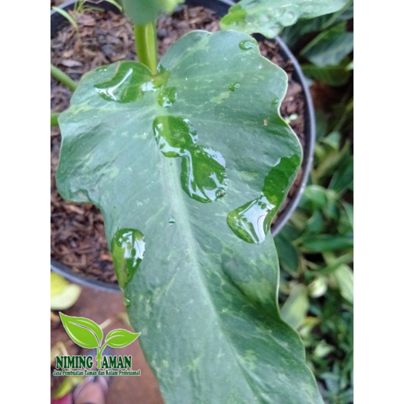 Philo Dragon/Philo Varigata/tanaman hias