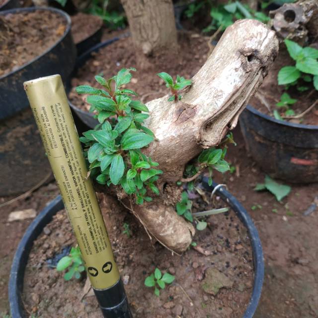 Bahan bonsai senggani