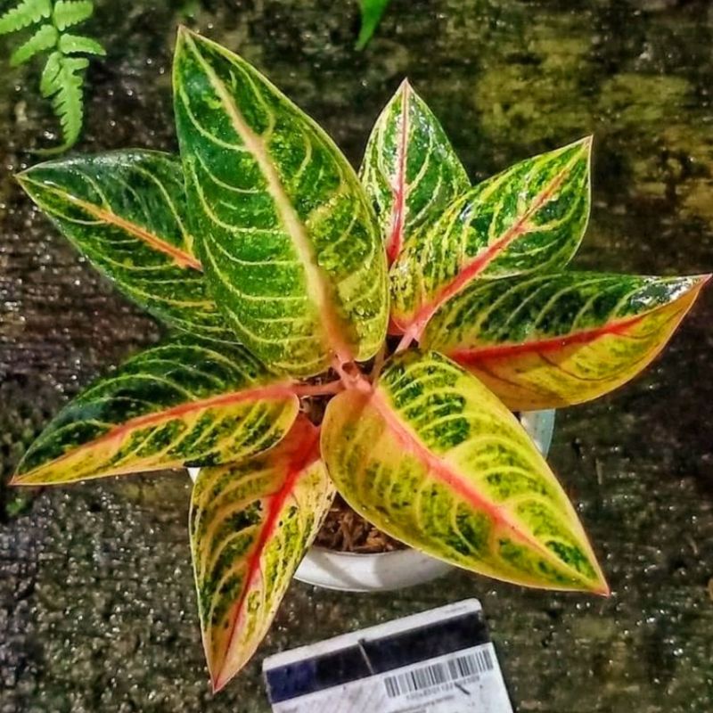 Aglonema nina golden mutasi || BUKAN BONGGOL - tanaman hias hidup - bunga hidup - bunga aglonema - a