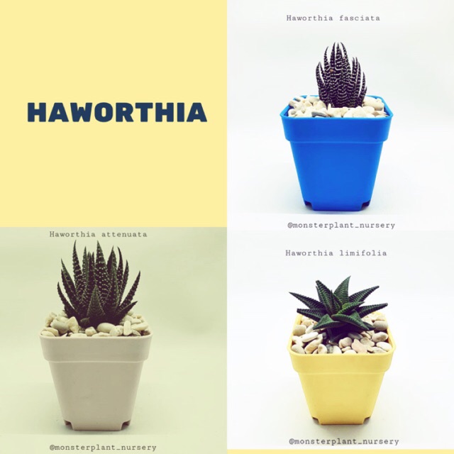 Tanaman Hias Haworthia Plant Mini plus Pot Pot Lucu