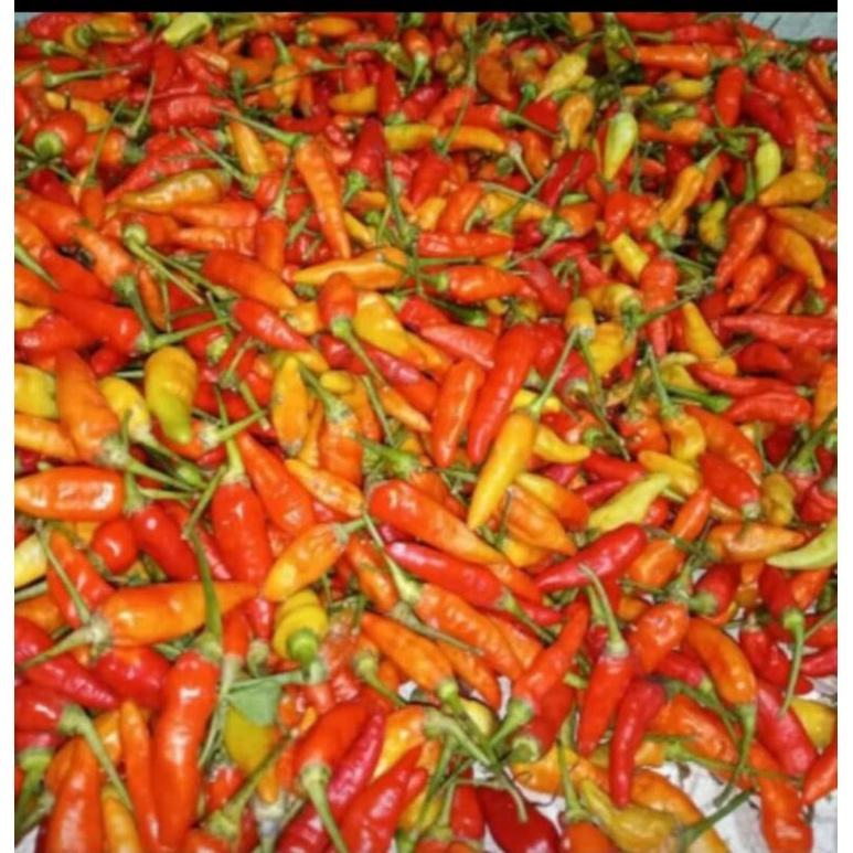 

Cabe rawit murah 250gr