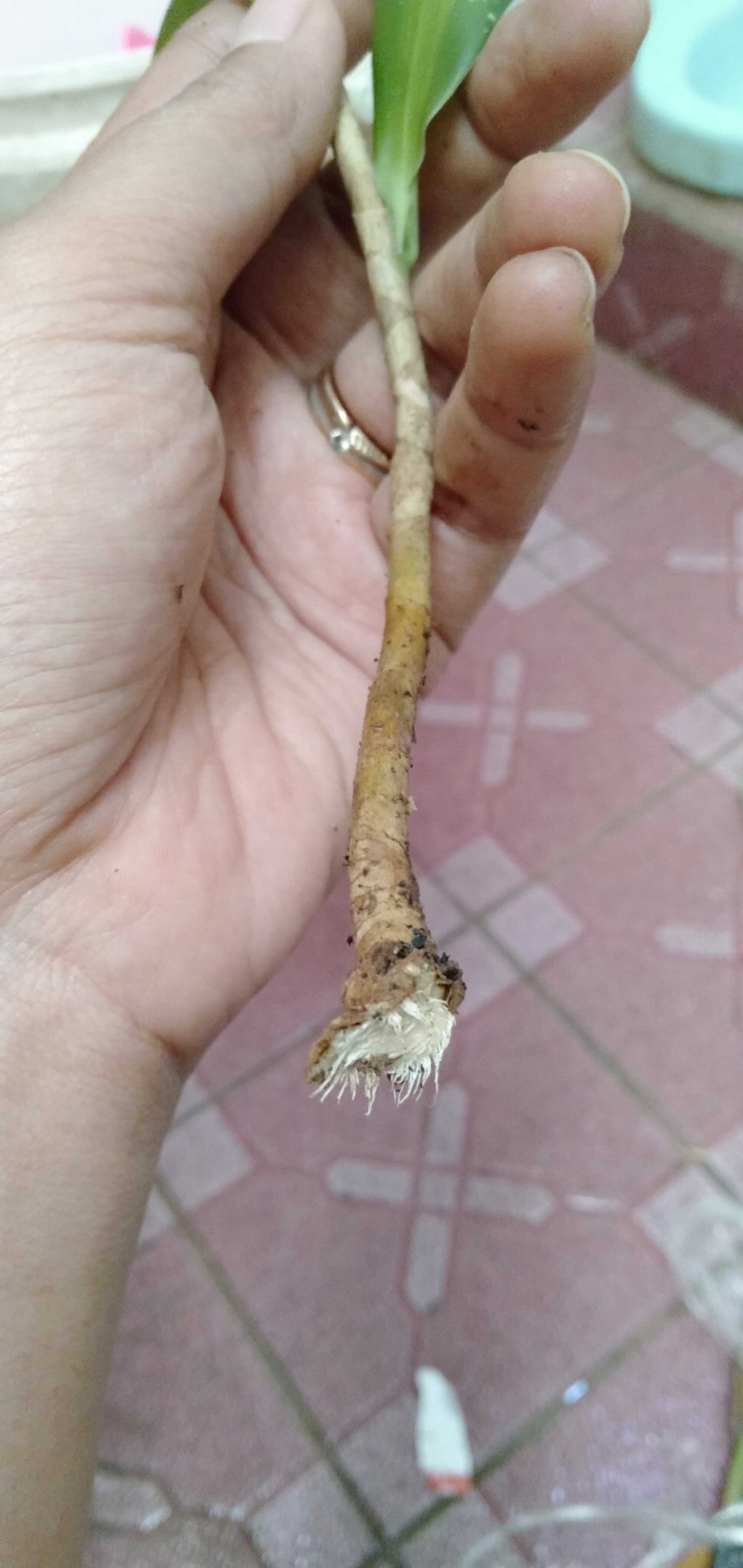 Tanaman Hias Sri Rejeki Hijau