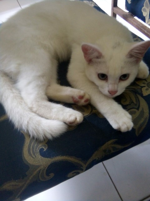 Tunik Batik Wanita Lengan Serut Terbaru M,l,xl,xxl Dan Jumbo