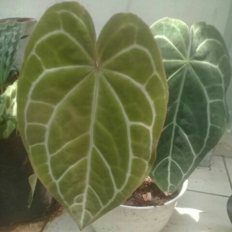 KUPING GAJAH JUMBO TANAMAN HIAs