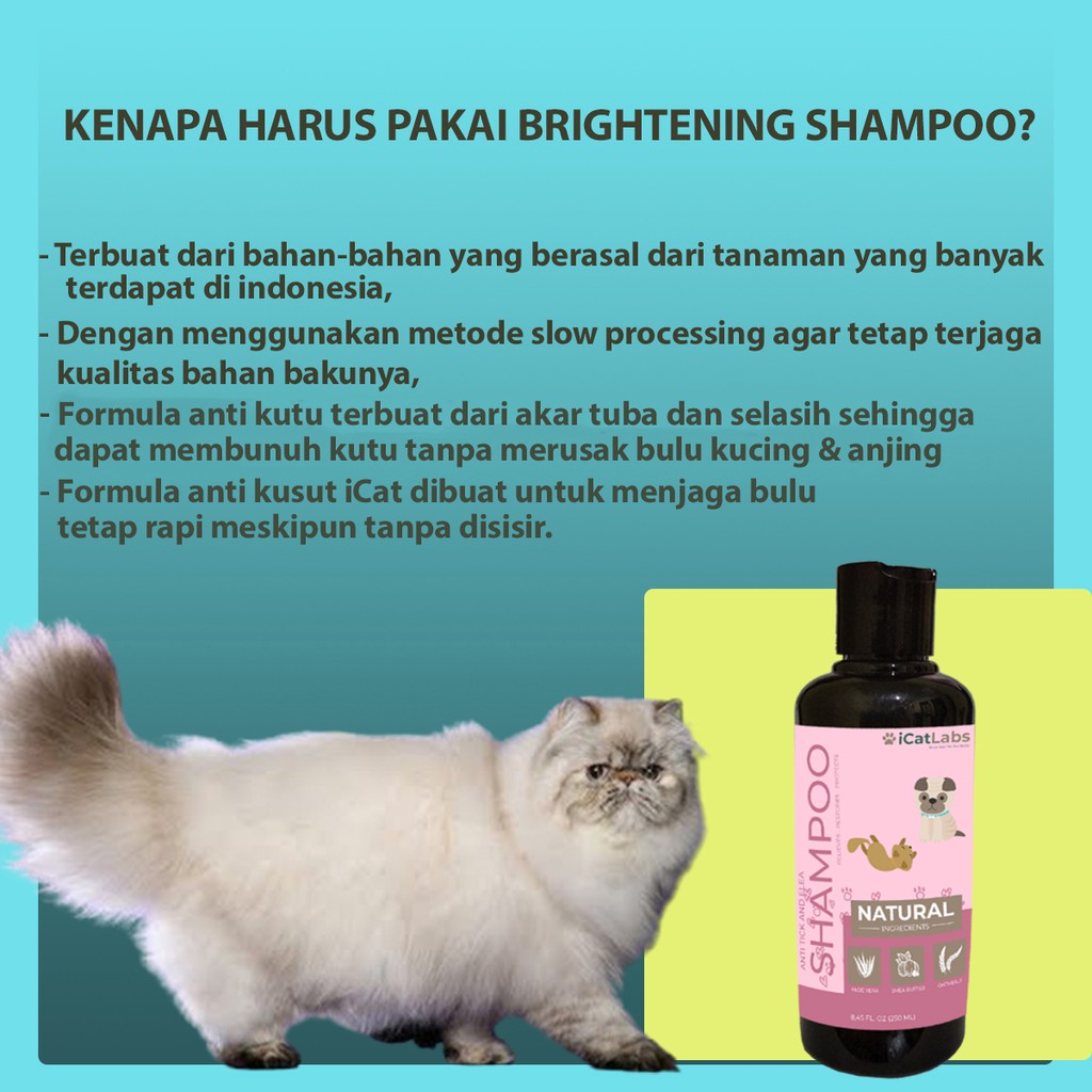 SHAMPOO KUCING u0026 SHAMPOO ANJING ANTI KUTU - CAT FOOD JAMUR KUCING 