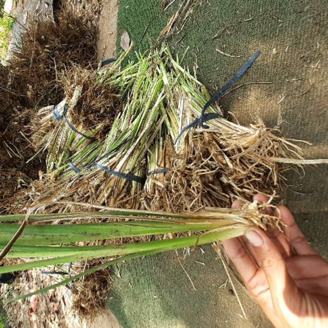 Bibit Akar Wangi Vetiper