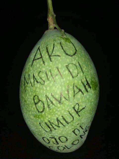 Kompor Bakar - Blower Gas - Kompor Blower - Kompor Jos - Blower - Kompor Tikus - Kompor Torch - Gas