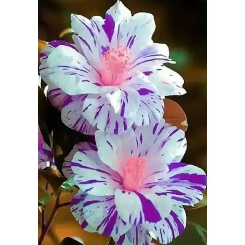 ADENIUM KAMBOJA JEPANG BUNGA TUMPUK// PURPLE WHITE LILY