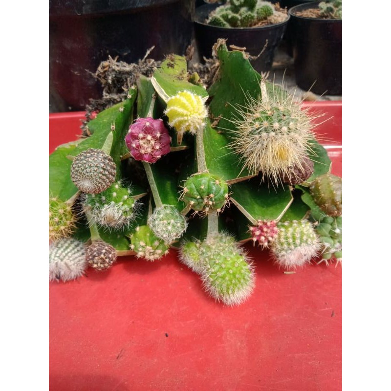 kaktus mini grafting d kirim random