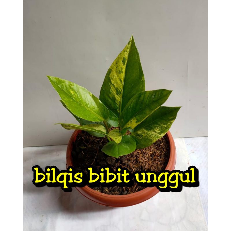 bunga anthurium hokeri hookeri varigata parigata_anturium hokery varigata farigata/hookery/hokery