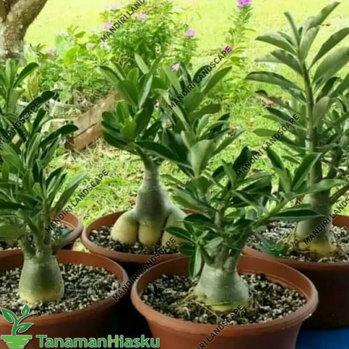 

Bibit Bunga Kamboja Adenium Rare Black White Desert Rose Murah