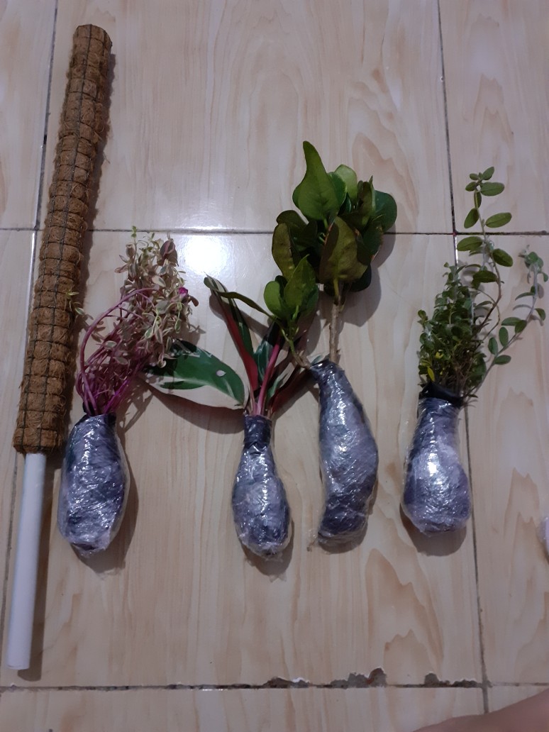 Tanaman Hias Puring Koin Puring Jengkol