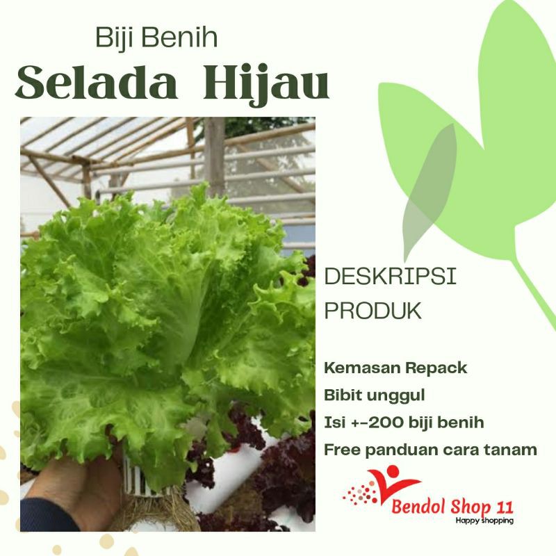 Bibit Benih selada hijau