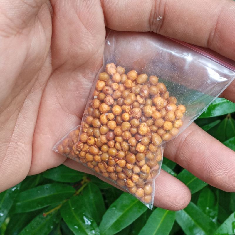 Jual Pupuk Slowrelease Dekastar Osmocote 6 13 25 Kemasan 25 Gram