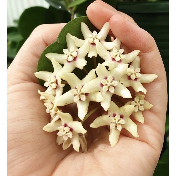 Hoya Australis | Tanaman Hias | Hoya Bunga Wangi | Hoya Plant