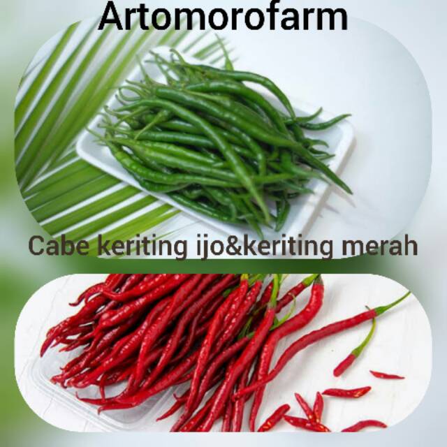 

Cabe keriting merah & keriting hijau