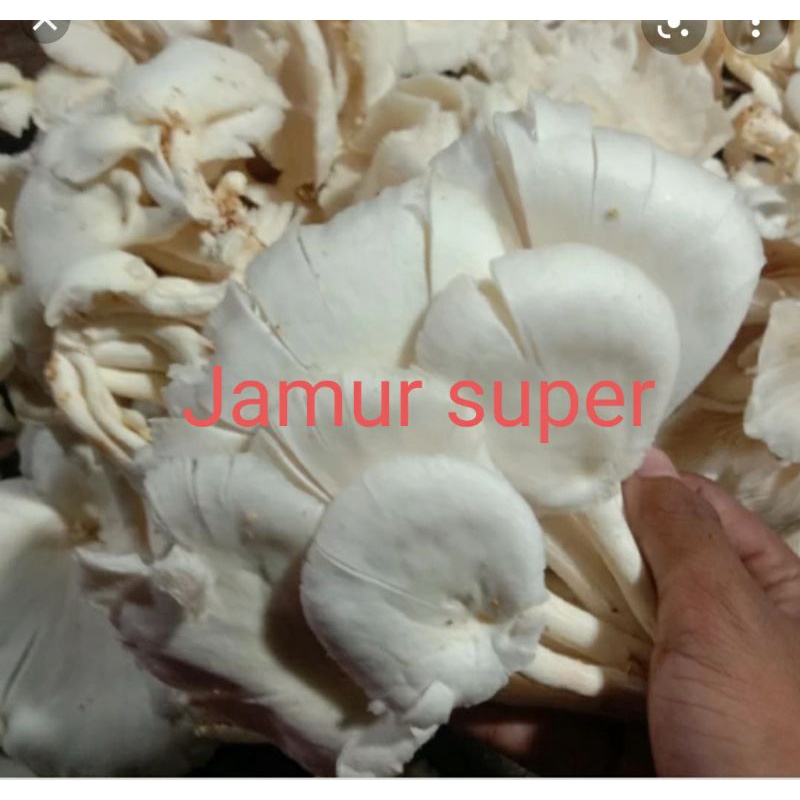 

Jamur tiram segar 250grm
