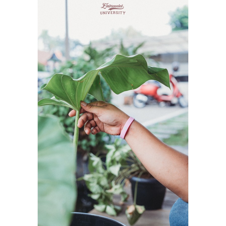 IPB - Institut Pertanian Bogor - Pink | Gelang Karet Silicone | Gelang Fashion | Wristband | Bracele