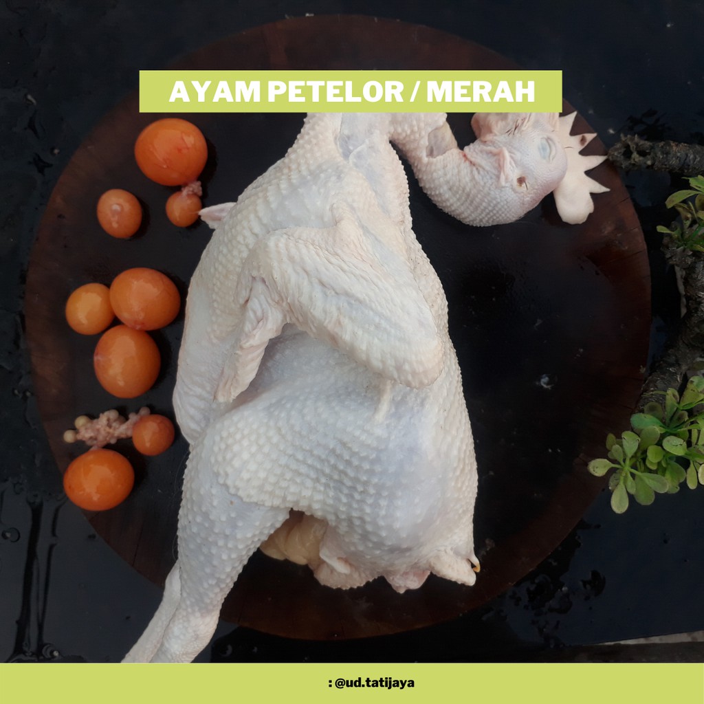 

TERMURAH!!! ayam petelor / ayam merah / ayam opor 2kg+ ati ampela & telur muda (timbangan hidup)