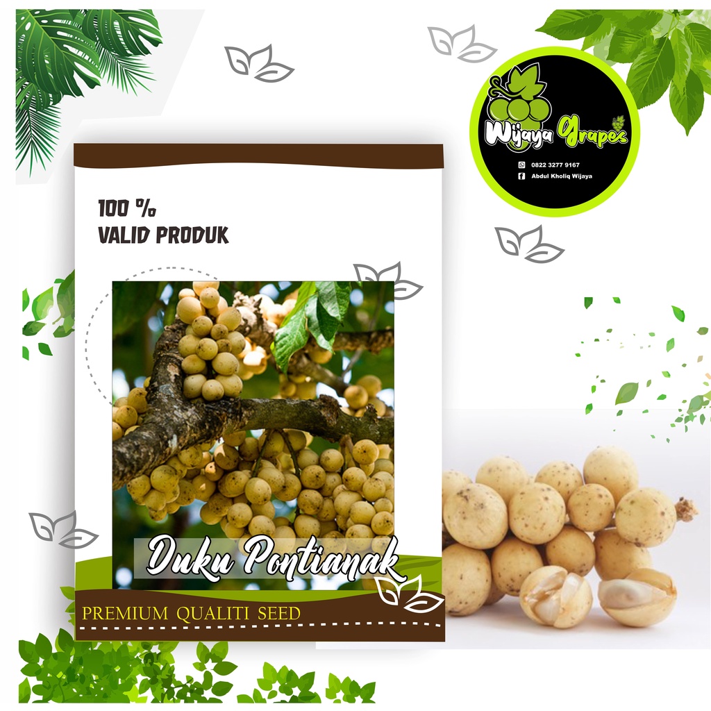 Bibit Duku  Hasil Okulasi dan cangkok, cepat berbuah