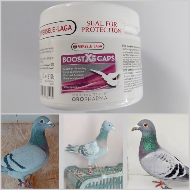 BOOST X5 CAPS Versele Laga Vitamin Kapsul untuk Burung Merpati meningkatkan Stamina dan Daya Tahan T