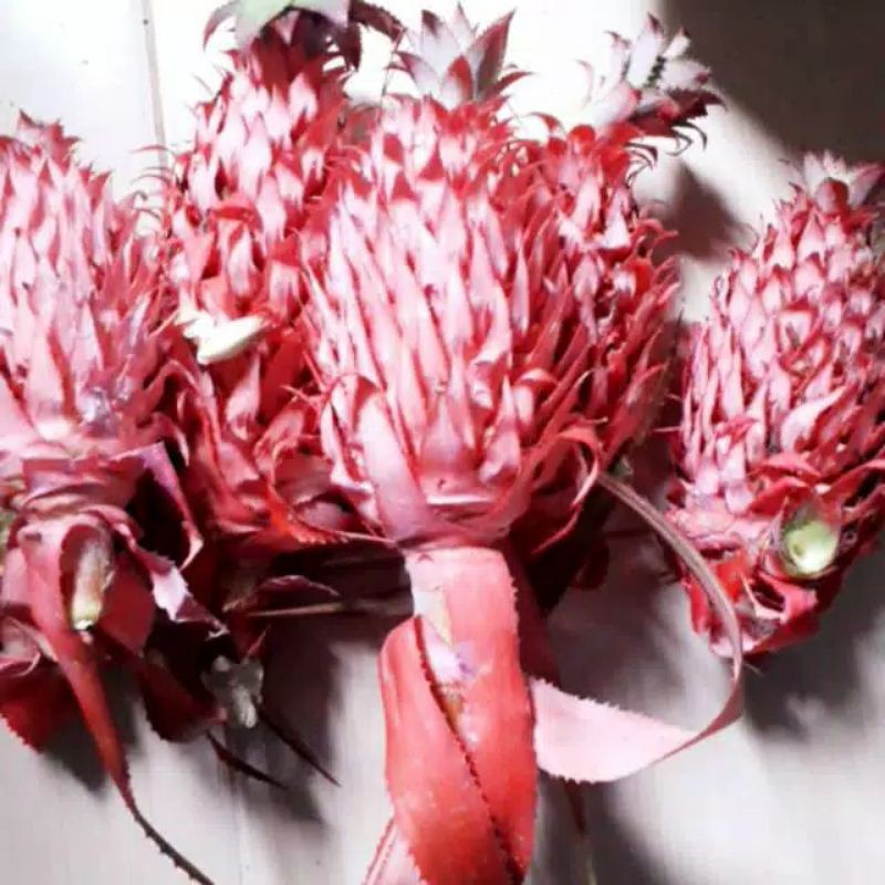 

Nanas merah hutan 500grm
