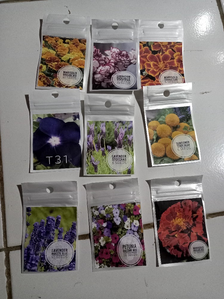 Lavender Hidcote Blue 10 Biji (benih Biji Bibit Tanaman Bunga)