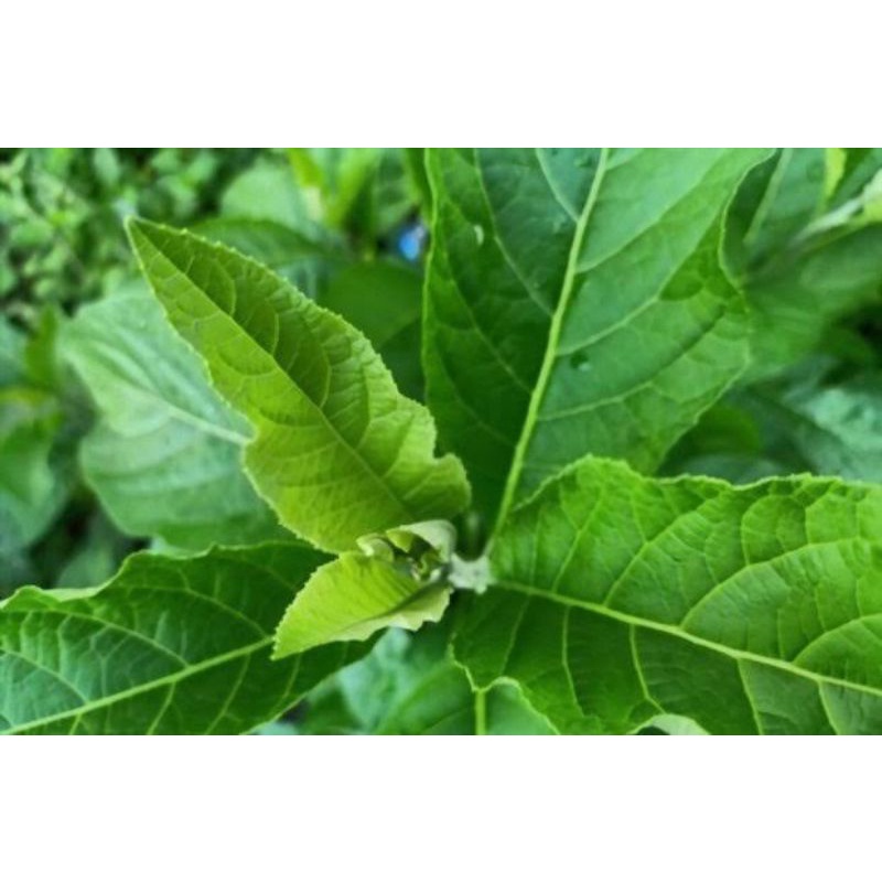 

daun afrika segar per 60 lembar dipetik jika ada pesanan tanaman herbal keluarga toga