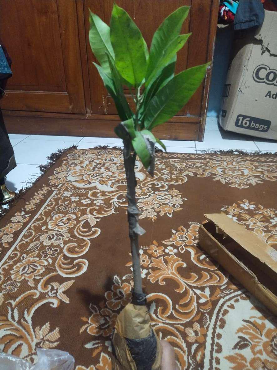 Bibit Mangga Manalagi (bisa Cod)