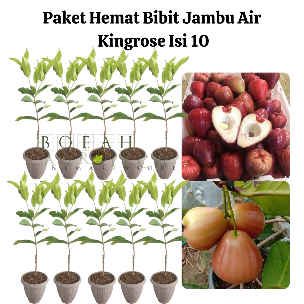 Paket Hemat Bibit Jambu Air Kingrose Okulasi Isi 10 Bonus Bibit Strawberry+Polibag