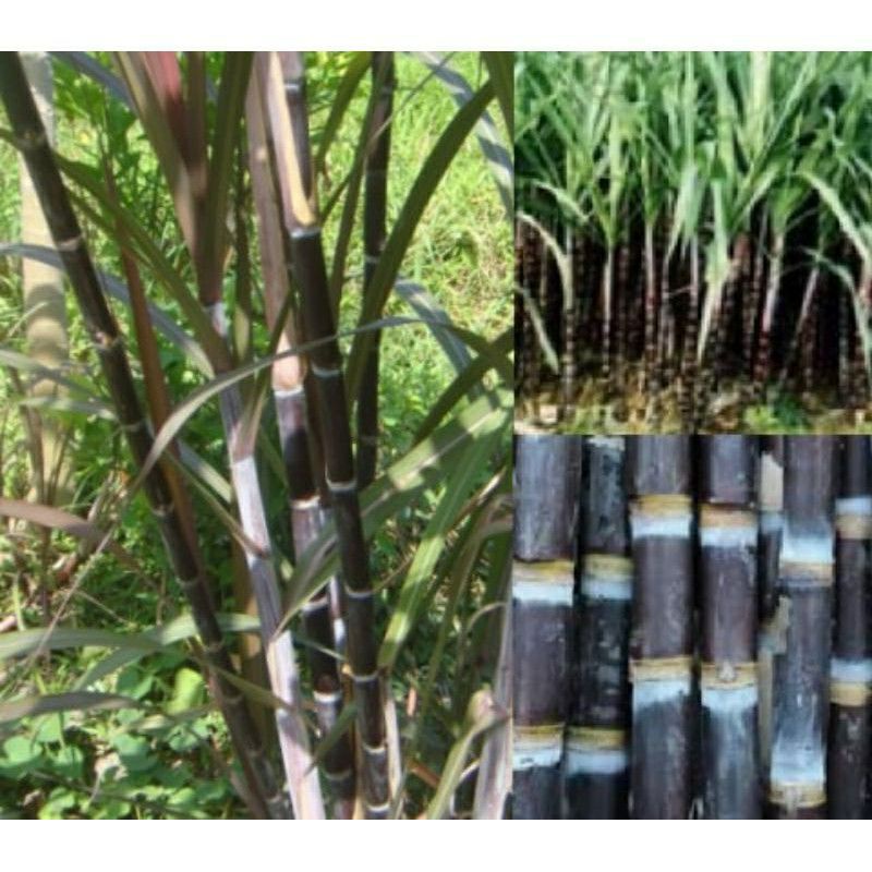 tebu hitam / tebu ireng / obat herbal