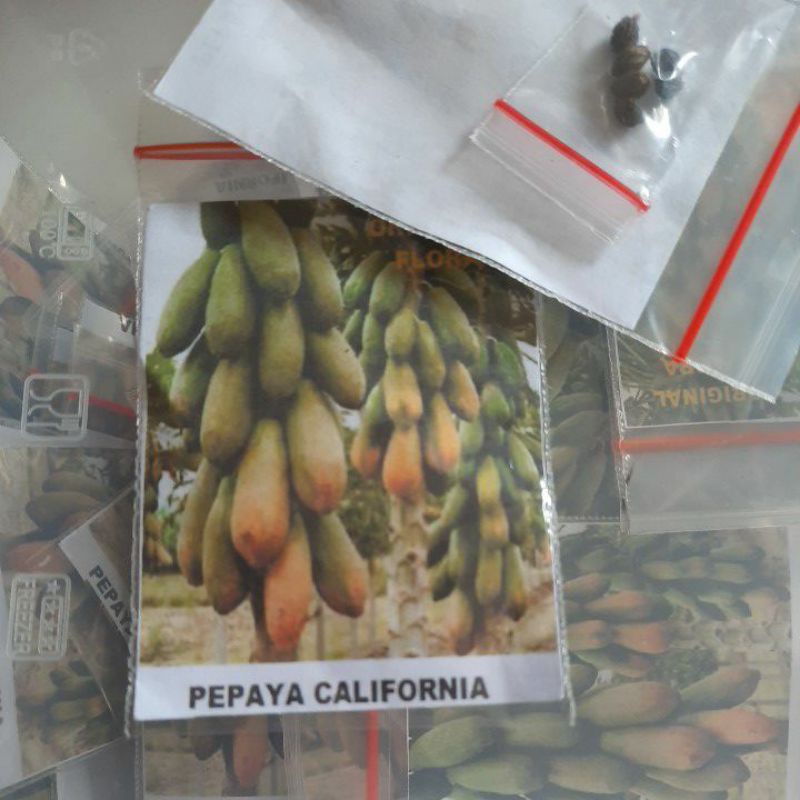 Biji Pepaya California Benih Pepaya California Siap Semai