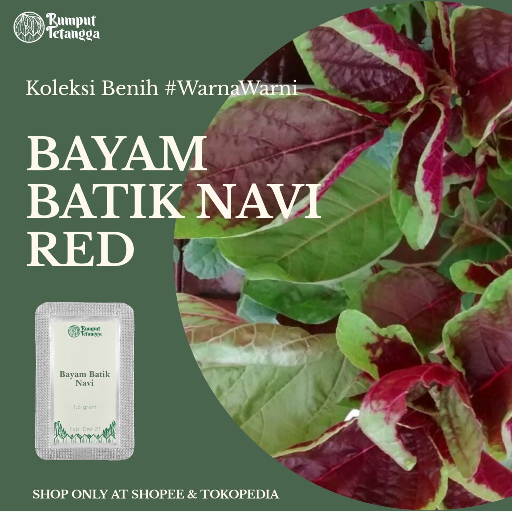 BENIH BAYAM BATIK NAVI RED