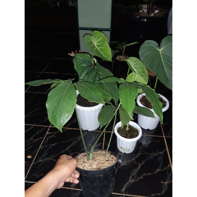 Tanaman hias philodendron goeldii