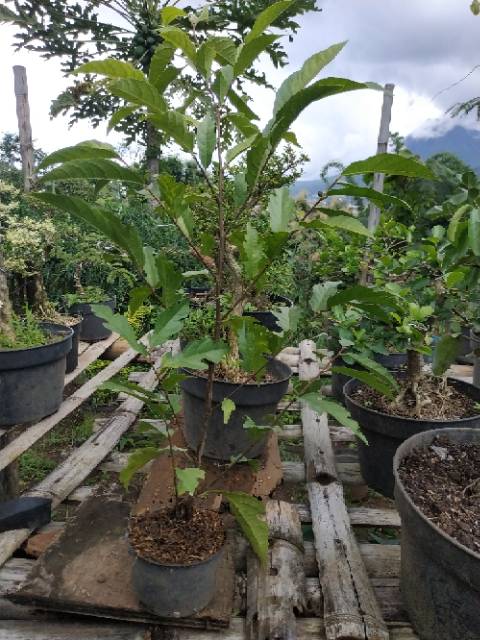 Bahan Bonsai Ampelas Hitam Langka Tanaman Berkhasiat