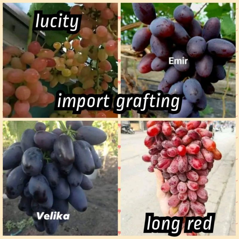 bibit anggur import 1paket isi 4bibit. grafting